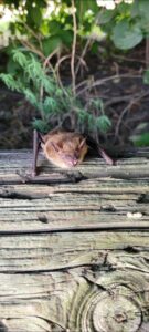 Animal Removal Columbus